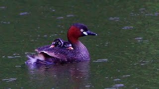 小鷿鷈背娃娃, The little grebe carrying babies on her back