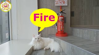 Firefighter cat is cool. 消防士の猫がかっこいい