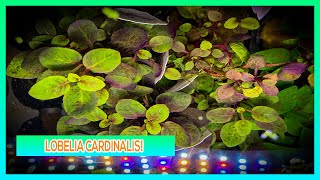 LOBELIA CARDINALIS - AQUARIUM PLANT CARE GUIDE