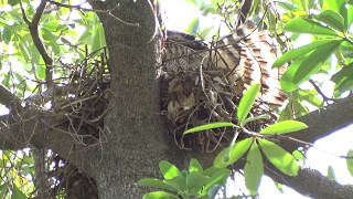 20170519台南公園巢上的母鳳頭蒼鷹