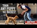 How To Train ANY Puppy To Walk on Leash PERFECTLY!