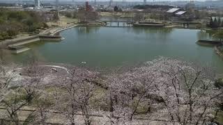 落合公園の桜