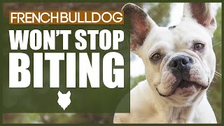 How To Stop Your FRENCH BULLDOG BITING