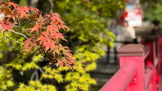 【登山】弥彦山（表参道コース）【紅葉日和】