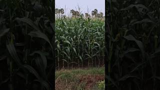 మొక్కజొన్న పంట #shorts #mokkajonna #corn #plants #village #farming #youtubeshorts #viralvideo #plant