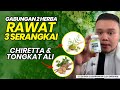 Chiretta Herbs- Lengakap dengan kelulusan KKM dan disyorkan Oleh Dr Wan Share