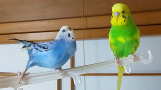 セキセイインコの「ピッコ」ちゃん成長の日記です