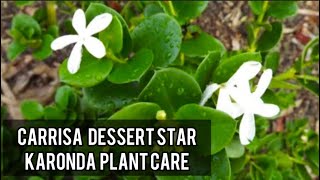 Karonda/Carrisa dessert star Plant | Care and information | Made By Plant Care With sahar