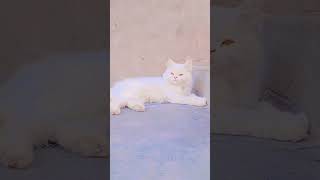 beautiful cats | doll face cats#viral#tarindeg#youtubshorts#reels#cats#tasbih#@fatimashahidoffisal