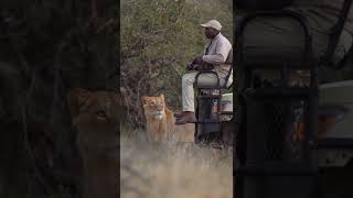 un face à face inoubliable avec un lion. faut toujours surveiller ces arrières