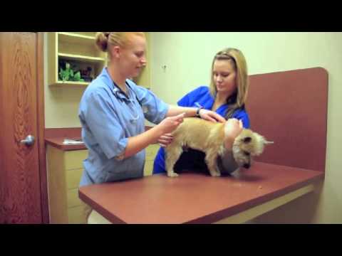 Watch a Dog Get Microchipped Watch a Dog Get Microchipped