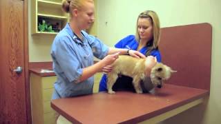 Watch a Dog Get Microchipped