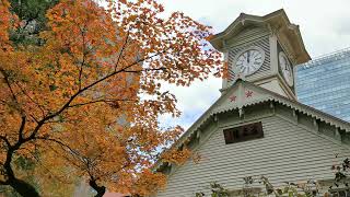 【札幌市時計台】紅葉と旧札幌農学校演武場 正午の鐘