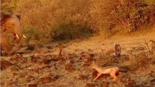 Elephant vs leopard