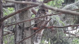 Puštík obecný (Strix aluco),Waldkauz,Tawny owl