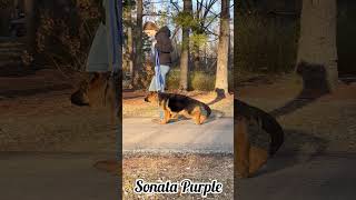 Sonata's 4 Months Purple Collar Male #germanshepherd Puppy!