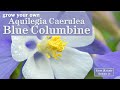 Sow Right Seeds | Blue Columbine