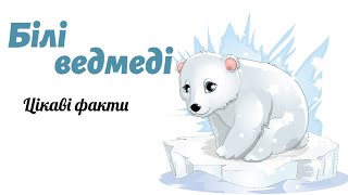 Білі ведмеді 🐻‍❄️ Цікаві факти про життя білих ведмедів