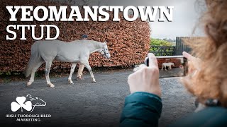 ITM Irish Stallion Showcase 2021 - Yeomanstown Stud