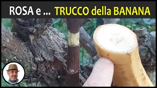 MARGOTTA DI ROSA TRUCCO DELLA BANANA