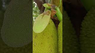 9 - பலா மரம் - பலாப்பழம் - Jackfruit Tree