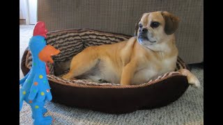 The Puggle life - Part 1