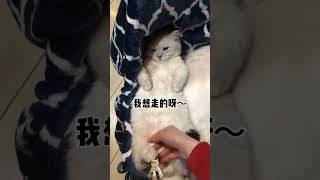 #银渐层 #布偶猫 #张嘟嘟 #粤语 打打闹闹就长大了 日子过得好快啊😭