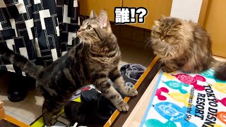 猫と視聴者がオフ会をしたらこうなりましたw