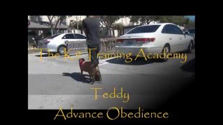 The K9 Training Academy - Teddy - Advance Obedience