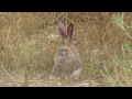 ארנבת מצויה lepus capensis