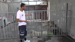 თამაზ ელიზბარაშვილის ძაღლების თავშესაფრის პრობლემები
