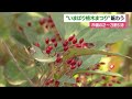 恒例「いまばり植木まつり」庭木をお得価格で販売　人気は秋らしく「紅葉」【愛媛】 23 10 31 11 53