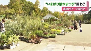 恒例「いまばり植木まつり」庭木をお得価格で販売　人気は秋らしく「紅葉」【愛媛】 (23/10/31 11:53)