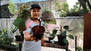 แนะนำ เปิดถุง philodendron pink princess #สวนข้างบ้านฉัน ep 101