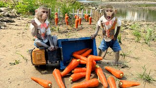 Smart Bim Bim harvests carrots to makes juice for Baby Monkey Obi to drink