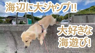 都会の社長の田舎暮らし。海辺にジャンプするゴールデンレトリバーティト。goldenretrieverpuppy