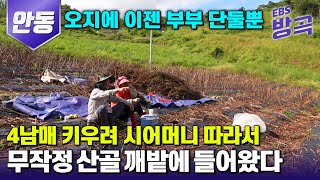 [경북 안동]  4남매를 키우기 위해 무작정 시어머니 따라 이웃도 보기 힘든 산골 오지마을에서 시작한 2천 평 깨밭 농사 | #고향민국 #방방곡곡