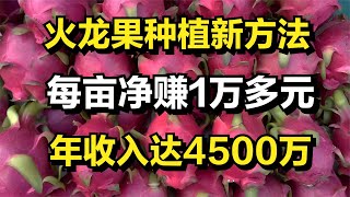 男子自创火龙果种植新方法，每亩净赚15000元左右，年收入4500万