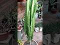 🌵Replantei o meu cactus Candelabro cheio de espinhos, ufaa kk #shorts #cactus #shortsvideo