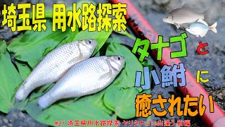 【小物釣り】埼玉県 用水路探索 ヤリタナゴに出逢う【smallfishing/微魚釣玩】