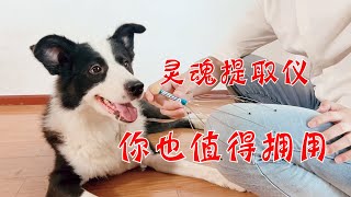 搞笑！铲屎官给边牧用“灵魂提取器”，狗子瞬间爽到爆