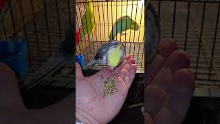 ٩ ديسمبر ٢٠٢٤ #love #becky #izabela #cockatiel @catherinelafilledesmondes3396 Please join 🦜