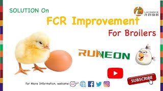 Broiler Growth Performance | Runeon on FCR improvement of broilers