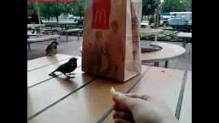 Воробьи питаются едой из McDonalds\\Sparrows eat food from McDonalds