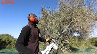 Ramasseur d'olives SP 481 | STIHL Tunisie