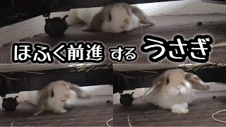 ホーランドロップ子うさぎ【みみたのほふく前進】Holland Lop  ♯106