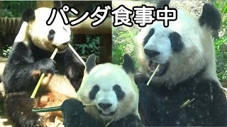 可愛い♡【パンダ食事中】大人気!!上野動物園の可愛いパンダ