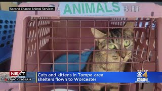 Cats evacuated from Florida shelters land in Massachusetts ahead of Hurricane Ian