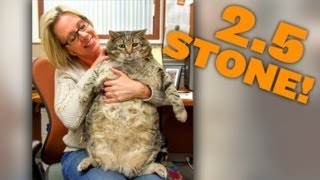 Meatball The Massive Moggy: 2.5 Stone Cat On Road To Recovery