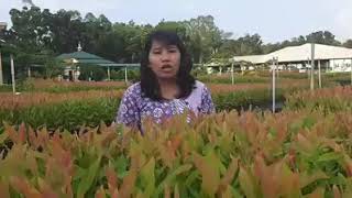 Landscape leadership in 60 seconds: Nistia Ningati, Indonesia